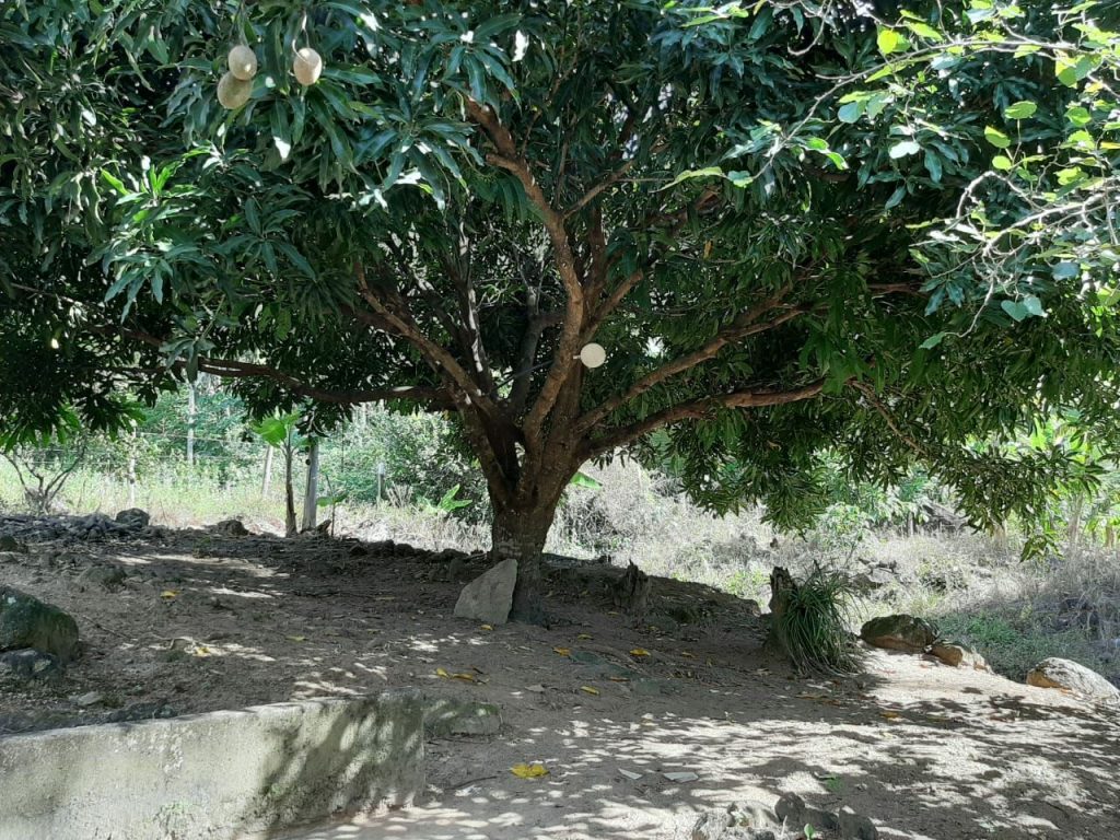 Oportunidade chácara pronta com água para sua família . Oportunidade chácara pronta com água para sua família .