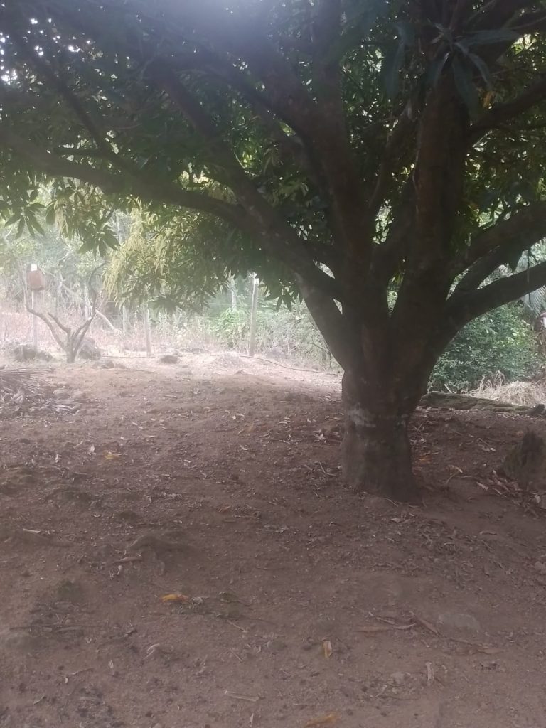 Oportunidade chácara pronta com água para sua família . Oportunidade chácara pronta com água para sua família .