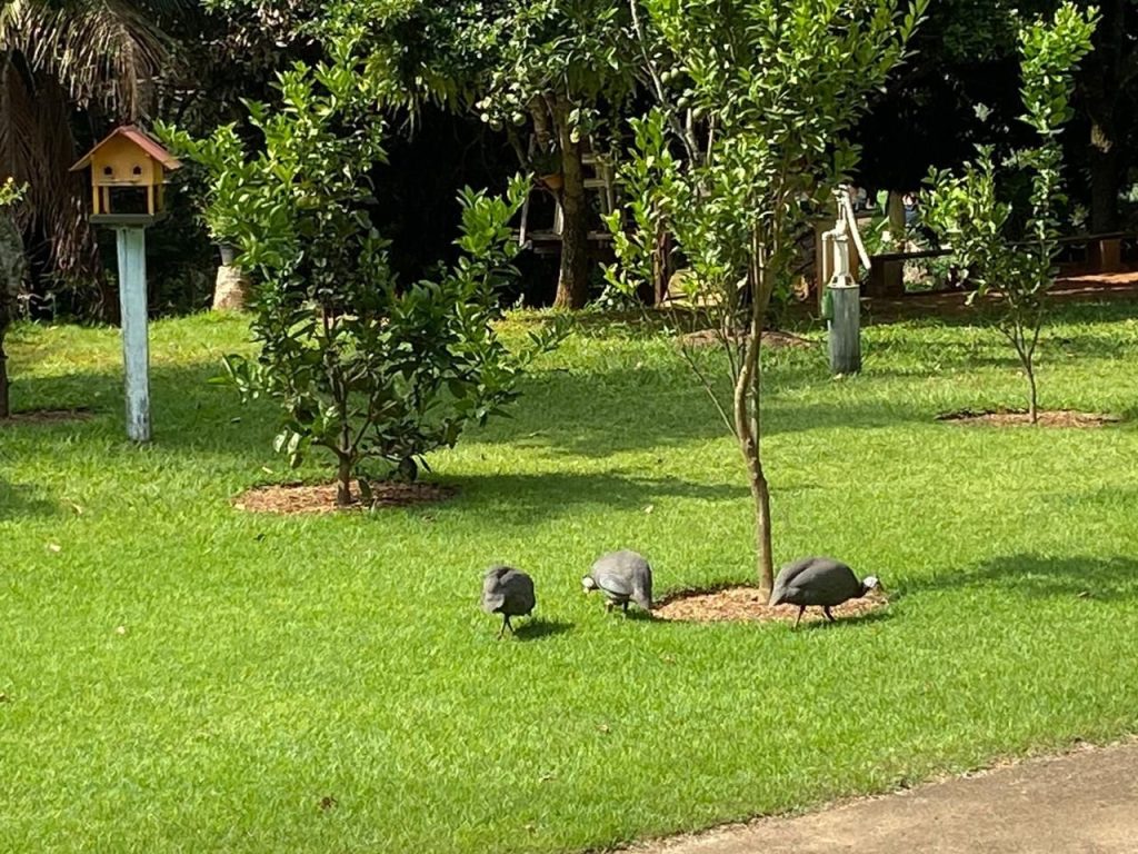 Linda chácara para seu lazer e rendimentos Linda chácara para seu lazer e rendimentos