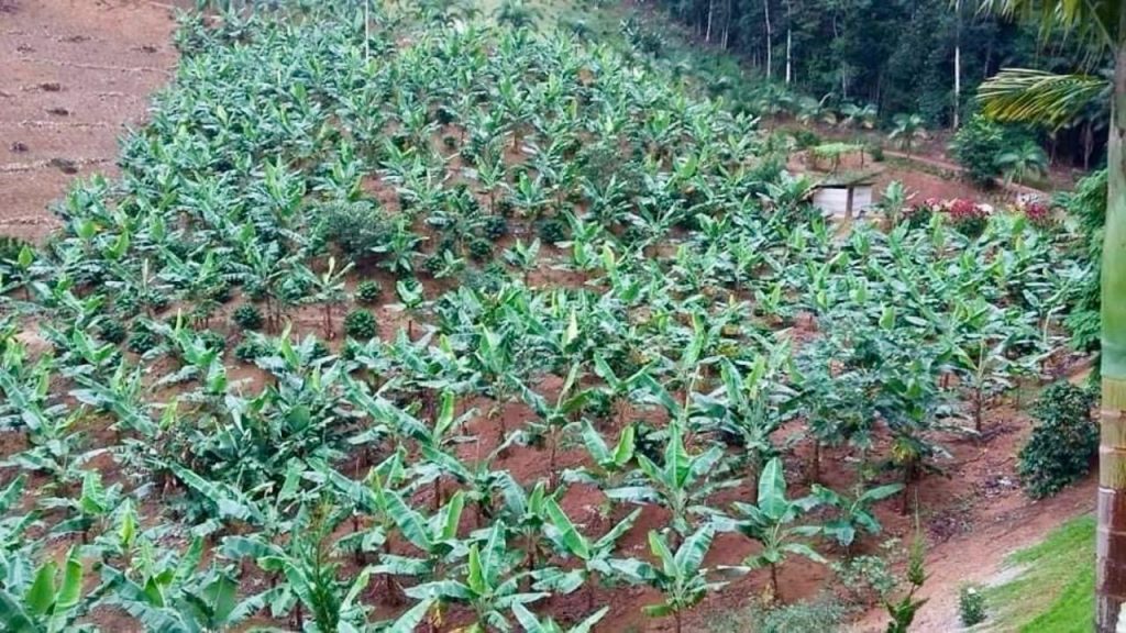 Encantadora chácara em domingos Martins escriturada Encantadora chácara em domingos Martins escriturada
