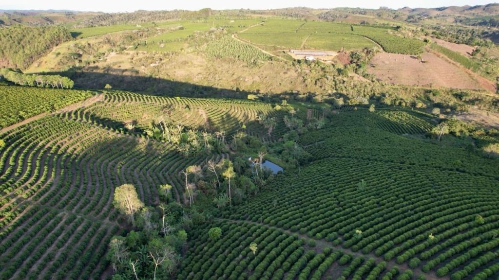 Linda fazenda com plantação de café arábica Linda fazenda com plantação de café arábica