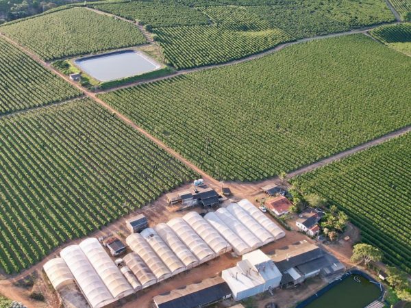 Linda fazenda com plantação de café arábica