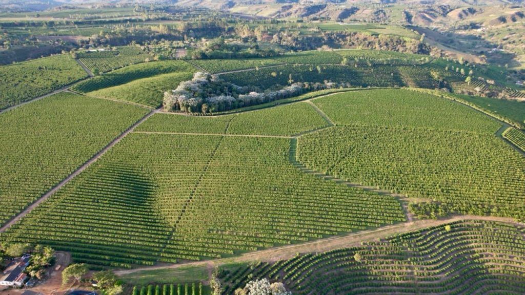Linda fazenda com plantação de café arábica Linda fazenda com plantação de café arábica