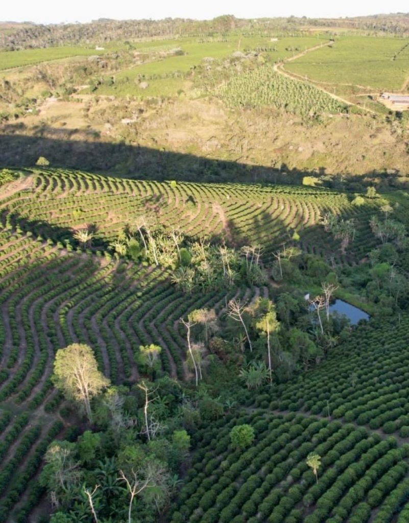 Linda fazenda com plantação de café arábica Linda fazenda com plantação de café arábica