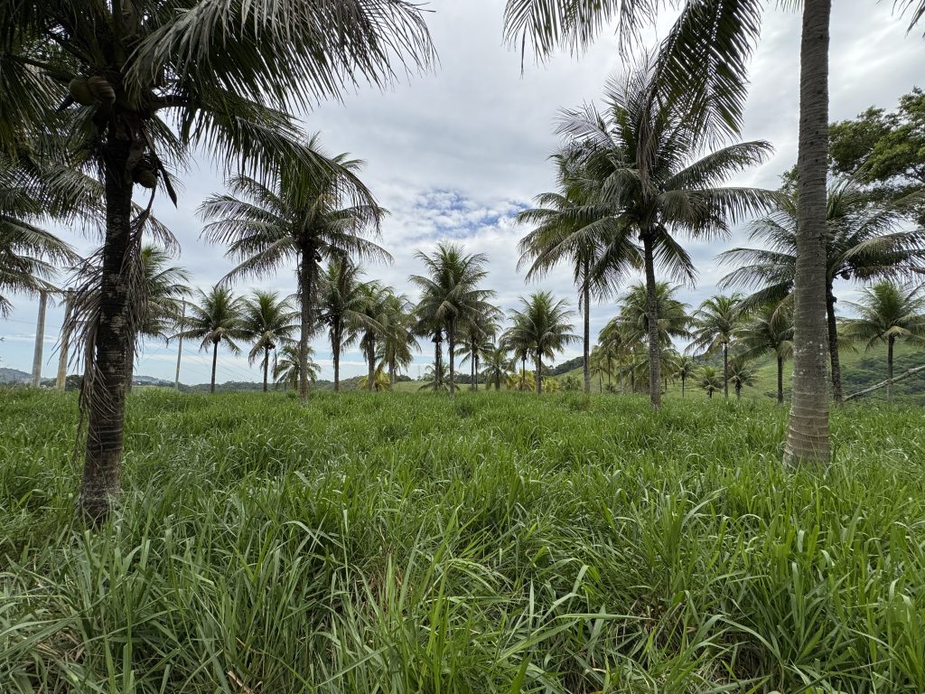 Linda área com 116.800 mil M2 bem localizado e muito pasto Linda área com 116.800 mil M2 bem localizado e muito pasto