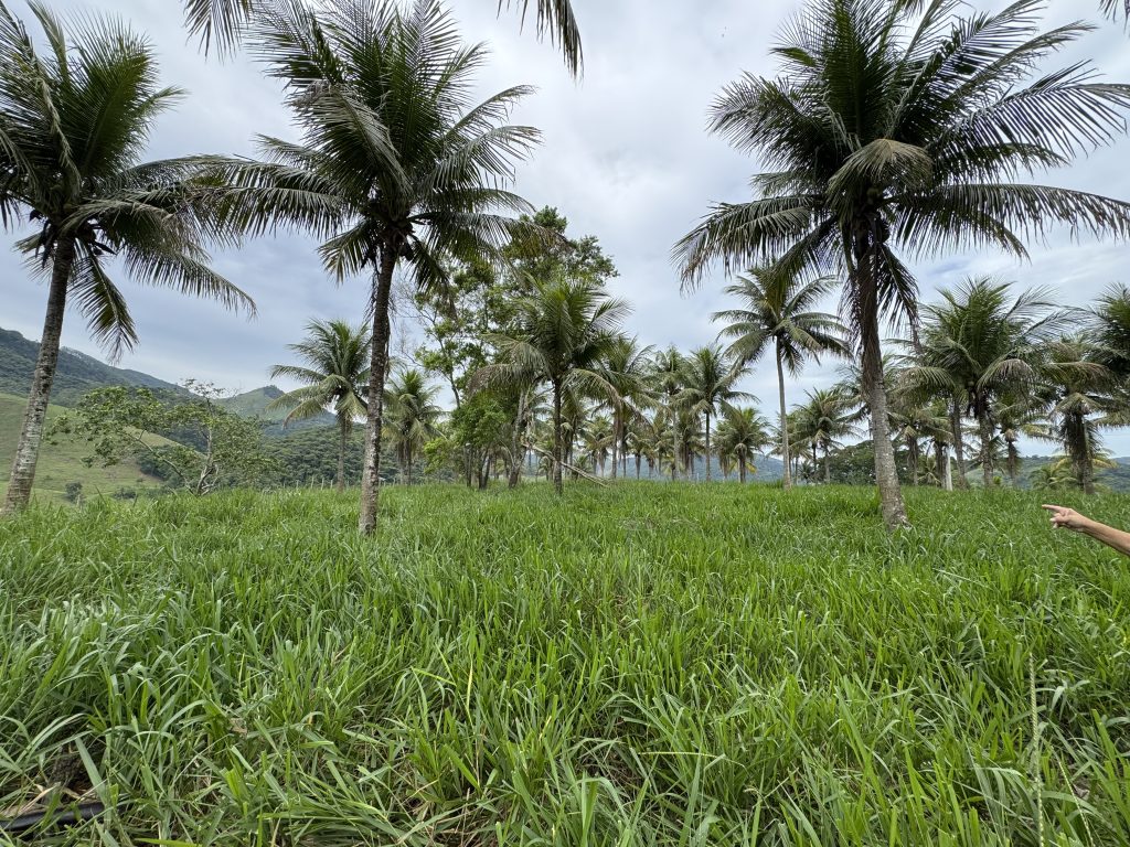 Linda área com 116.800 mil M2 bem localizado e muito pasto Linda área com 116.800 mil M2 bem localizado e muito pasto