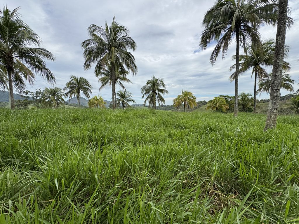 Linda área com 116.800 mil M2 bem localizado e muito pasto Linda área com 116.800 mil M2 bem localizado e muito pasto