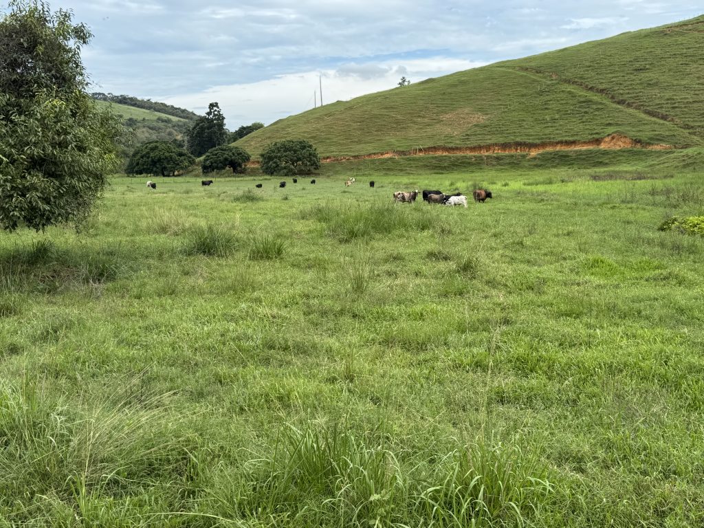 Linda área com 116.800 mil M2 bem localizado e muito pasto Linda área com 116.800 mil M2 bem localizado e muito pasto